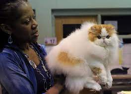 白俄罗斯明斯克举办国际猫展 白俄罗斯明斯克举办国际猫展